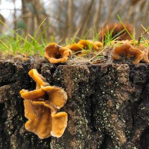 Hairy Parchment