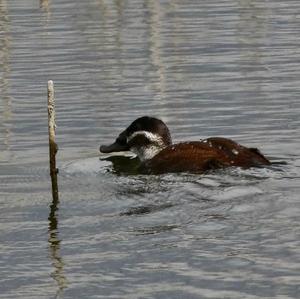 White-headed Duck