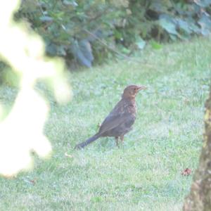 Eurasian Blackbird