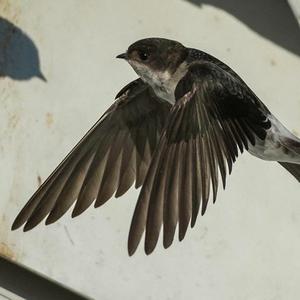 Northern House-martin