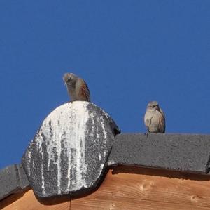 Alpine Accentor