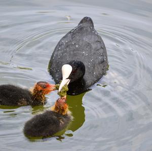 Bläßhuhn