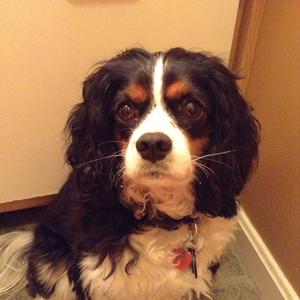 Cavalier King Charles Spaniel