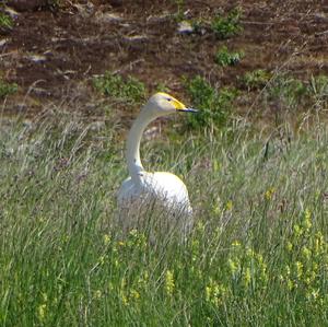 Whooper Swan