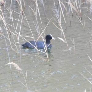 Common Coot