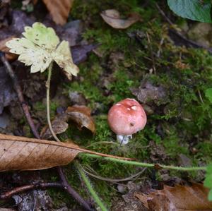 Shellfish-scented Russula