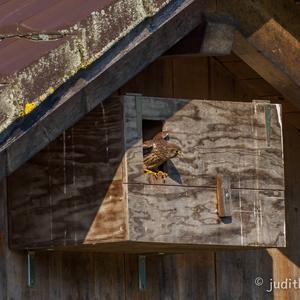 Common Kestrel