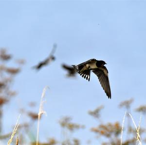 Barn Swallow