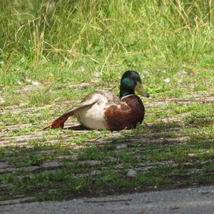 Mallard