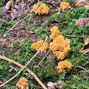 Yellow-brownish Coral