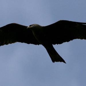 Black Kite