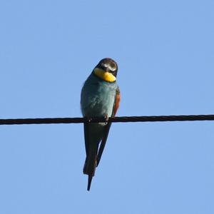 European Bee-eater