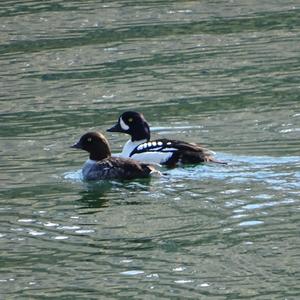 Common Goldeneye