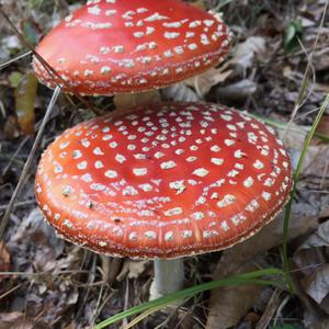 Fly Agaric