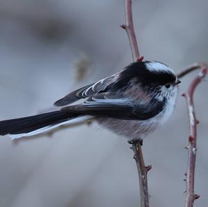 Long-tailed Tit