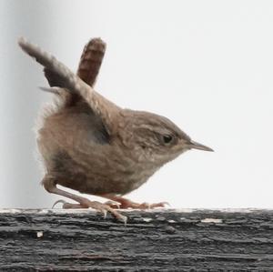 Winter Wren