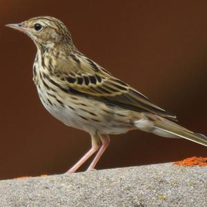 Tree Pipit