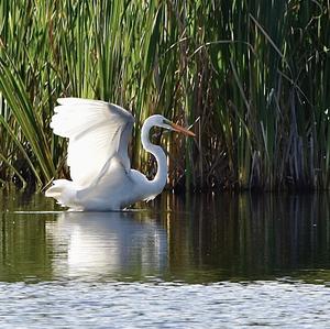 Great Egret