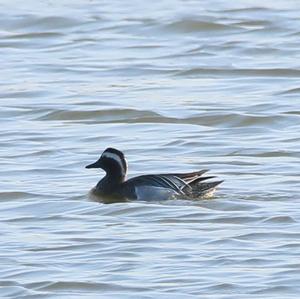 Garganey