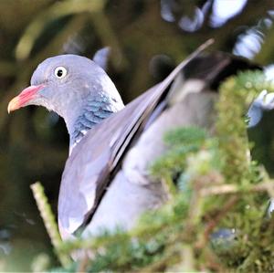 Common Wood-pigeon