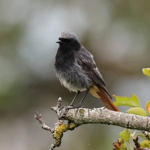 Black Redstart