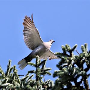 Eurasian Collared-dove