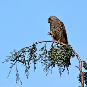 Common Kestrel