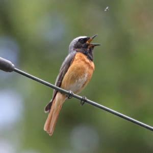 Common Redstart