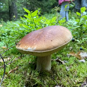 King Bolete