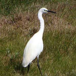 Little Egret