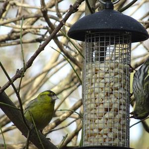 Eurasian Siskin