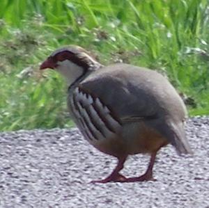 Grey Partridge