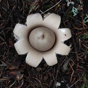 Collared Earthstar