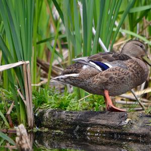 Stockente