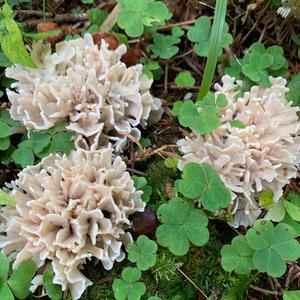 Eastern Cauliflower Mushroom