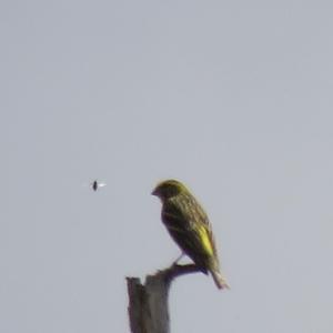 European Serin