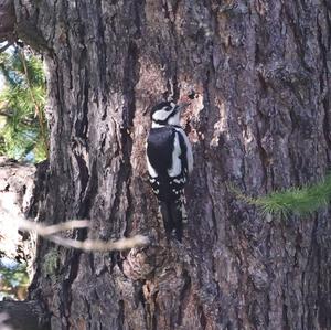 Great Spotted Woodpecker