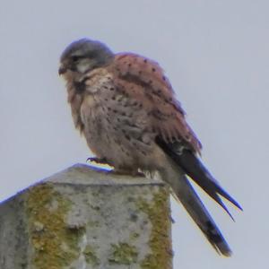 Common Kestrel