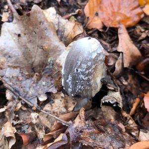 Shaggy Mane