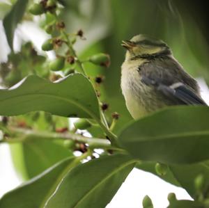 Blue Tit