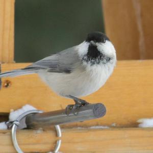 Willow Tit