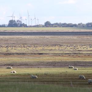 Barnacle Goose