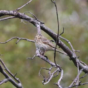 Tree Pipit