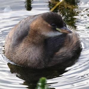 Little Grebe