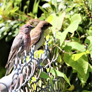 House Finch