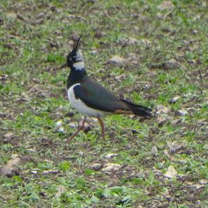 Northern Lapwing