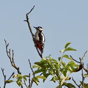 Great Spotted Woodpecker