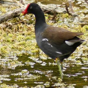 Common Moorhen