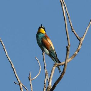 European Bee-eater