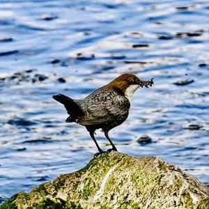 White-throated Dipper